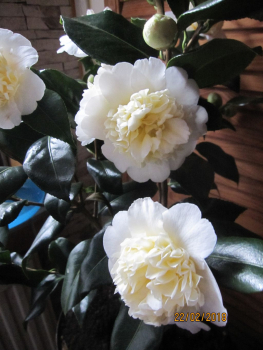 Camellia japonica Brushfield Yellow